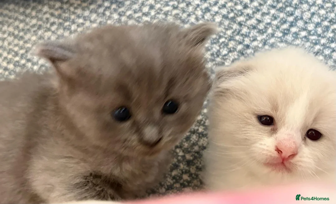 Ragdoll cats for sale: Unique Ragdoll Kittens - health tested parents - Advert 2