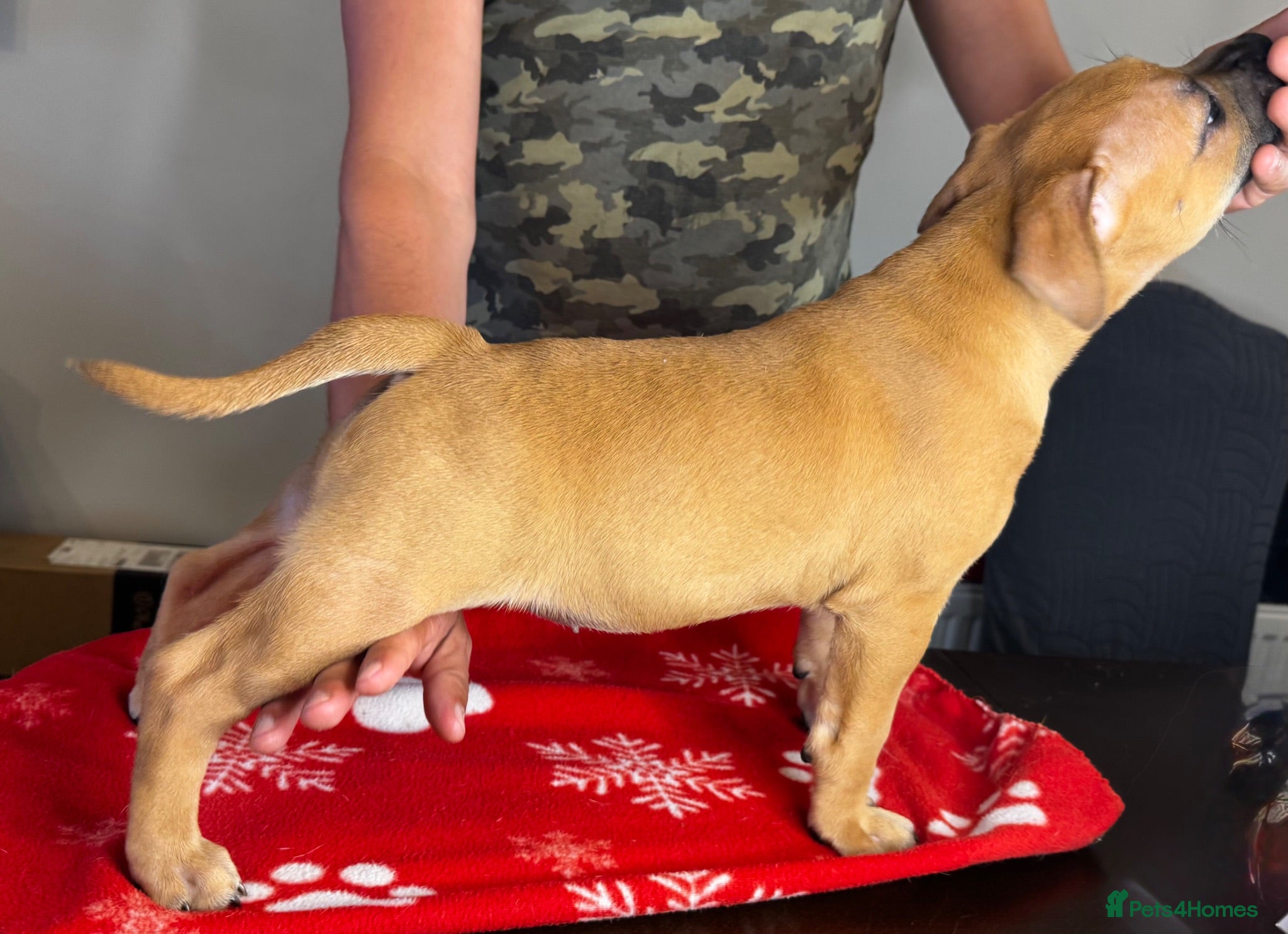 Staffordshire Bull Terrier dogs 🔥READY! KCREG STAFFY PUPPS–OUTSTANDING QUALITY 🔥 - Advert 2