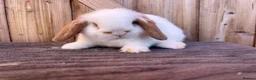 Mini Lop rabbits for sale: Show bloodline mini lop babies for reserve  - Advert 7