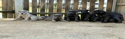 Cane Corso dogs for sale: Cane corso pups ready now - Advert 5