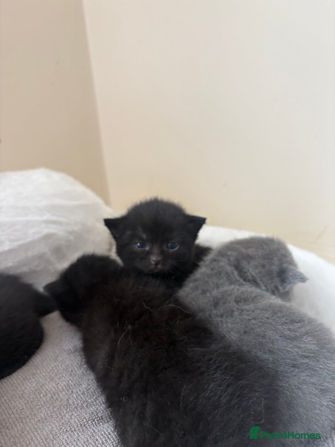 British Shorthair cats for sale: Black british shorthair kittens - Image 7