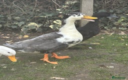 Ducks poultry for sale: 2 females and 2 male ducks for sale  - Advert 7