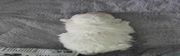 Bichon Frise dogs for sale: Small litter Male Bichon Frise puppy! in Stoke-on-Trent - Advert 10