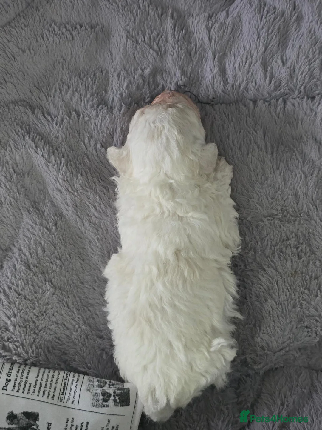 Bichon Frise dogs for sale: Small litter Male Bichon Frise puppy! in Stoke-on-Trent - Advert 10