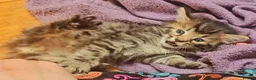 Mixed Breed cats for sale: Elven Bengal Kittens  - Advert 12