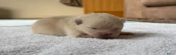 Pomeranian dogs for sale: Stunning White Female Pomeranian Puppy Available - Advert 11