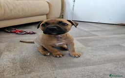 Bullmastiff dogs for sale: Bullmastiff puppy female  - Image 5