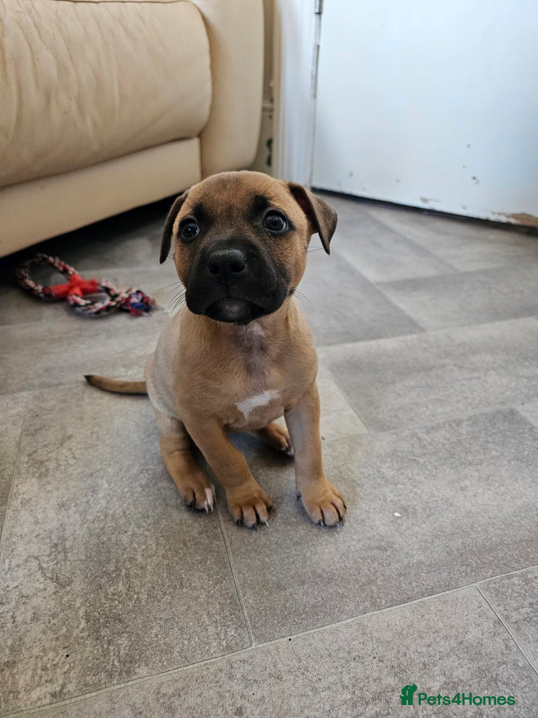 Bullmastiff dogs for sale: Bullmastiff puppy female  - Image 5