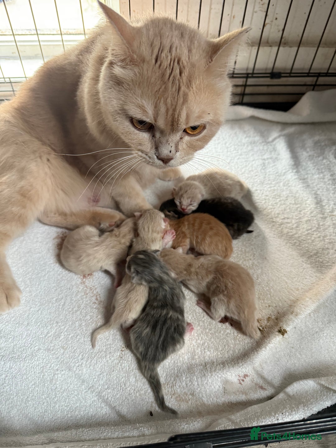 British Shorthair cats for sale: Beautiful half British shorthair kittens  - Image 8