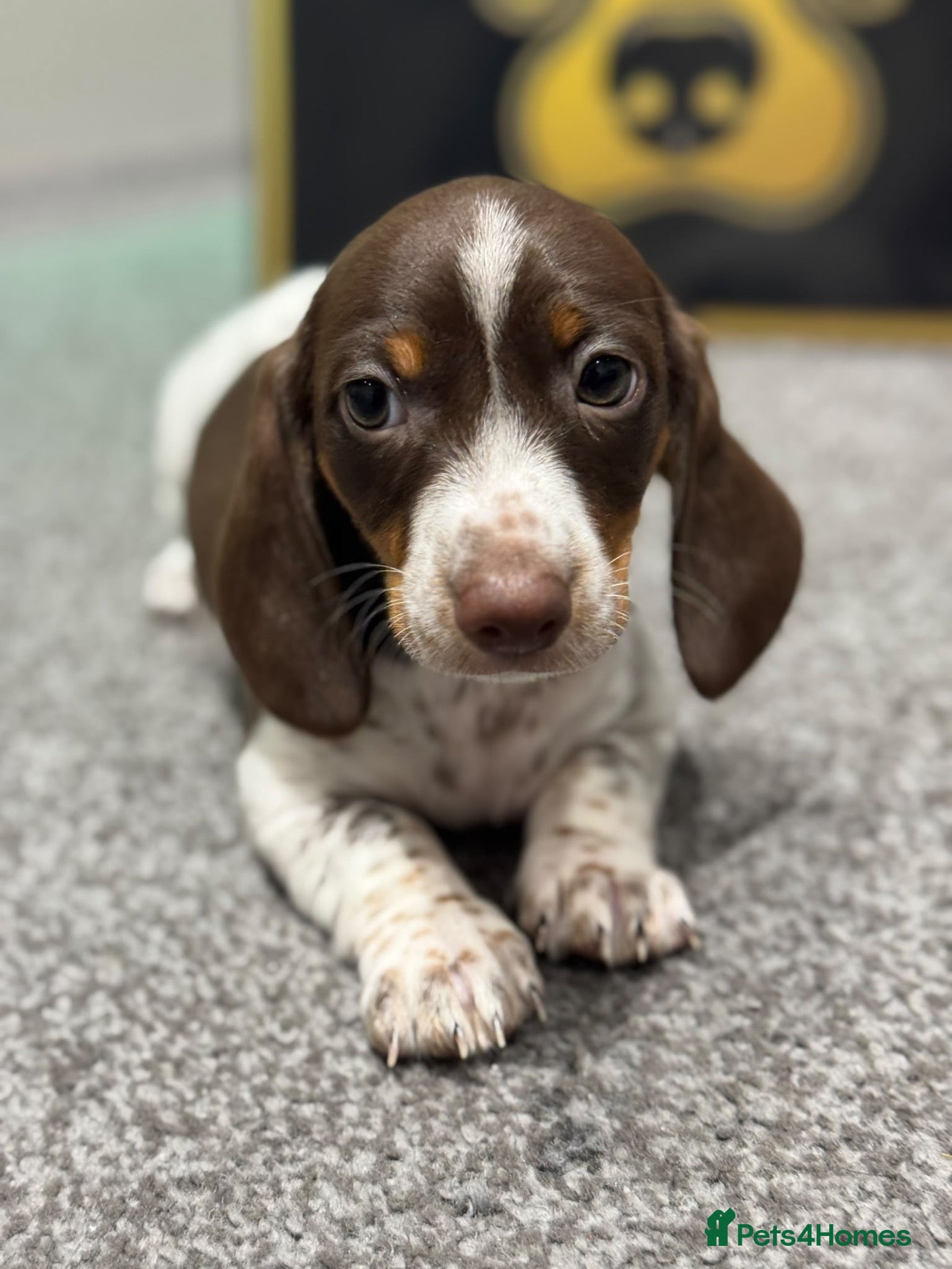 Dachshund dogs Beautiful Standard Dachshund Puppies - Advert 8