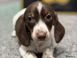 Dachshund dogs Beautiful Standard Dachshund Puppies - Advert 8