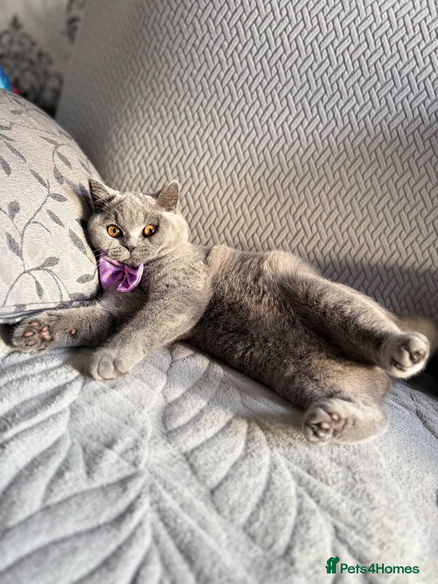 British Shorthair cats British Shorthair  - Advert 6