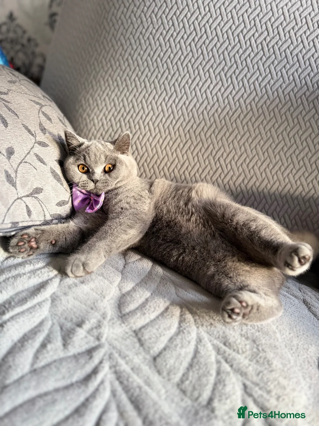 British Shorthair cats for sale: British Shorthair  in Bradford - Advert 1