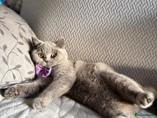 British Shorthair cats British Shorthair - Advert 6