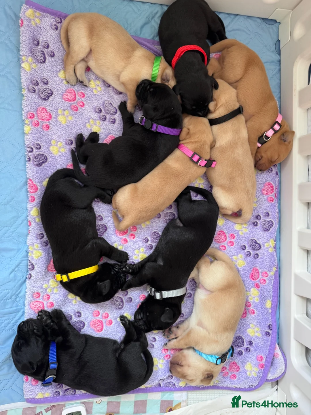 Labrador Retriever dogs for sale: Labrador puppies for sale. 5 black & 5 golden.  in Bradford - Advert 2