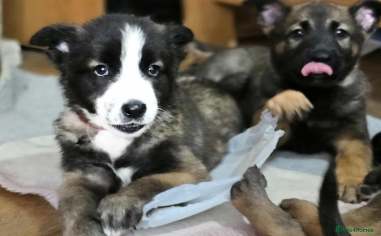 Mixed Breed dogs - Advert 8