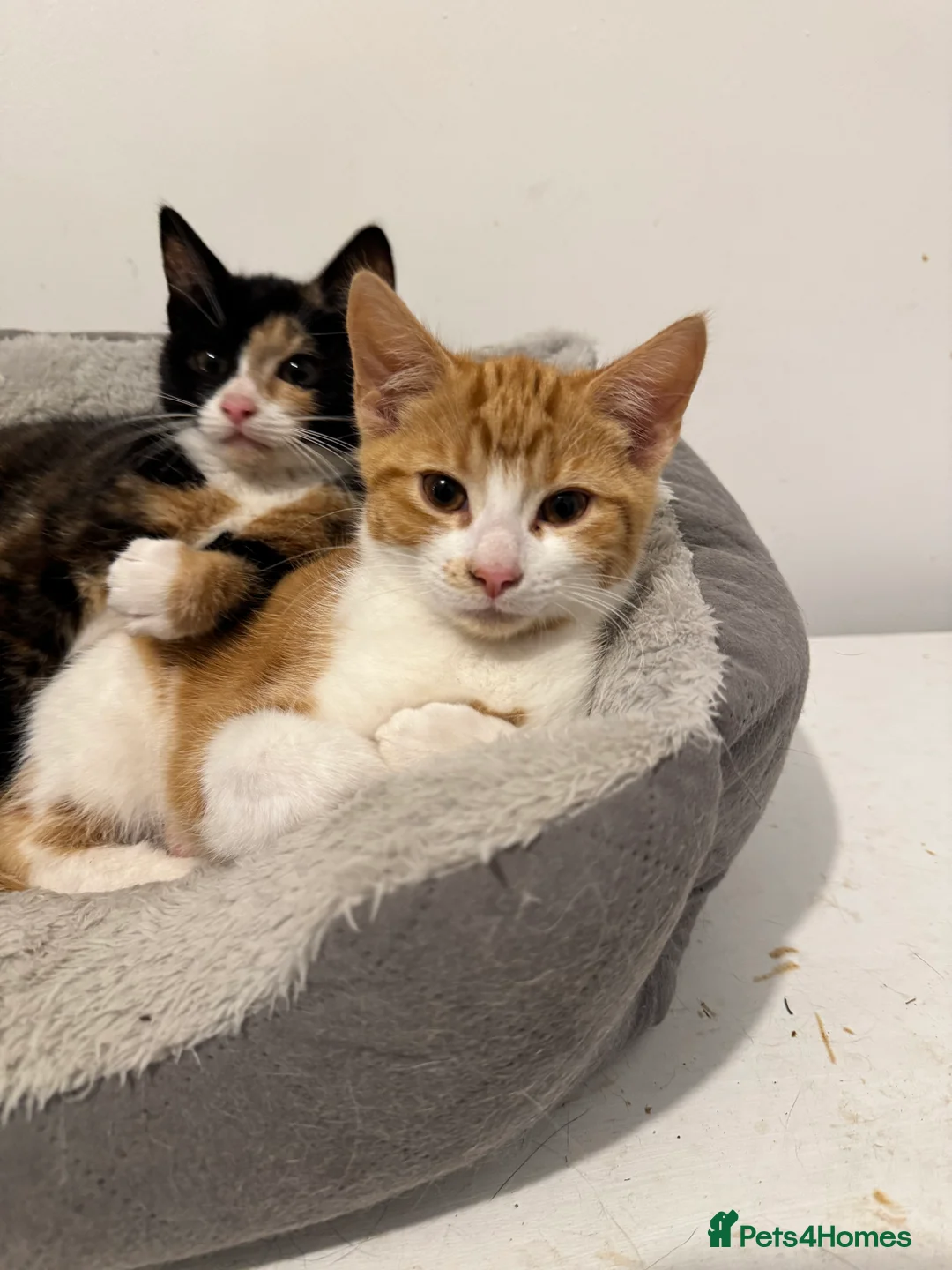 British Shorthair cats for sale: Kittens for sale, looking for loving home - Advert 8