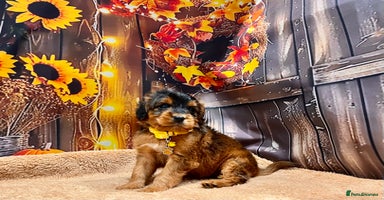 Cockapoo dogs - Advert 6