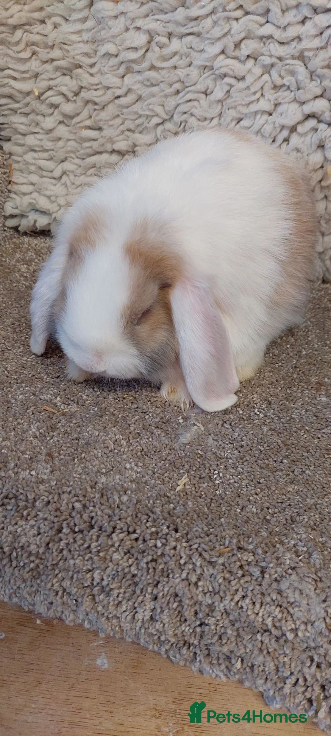 Mini Lop rabbits for sale: Minilop young bucks and does  - Advert 2