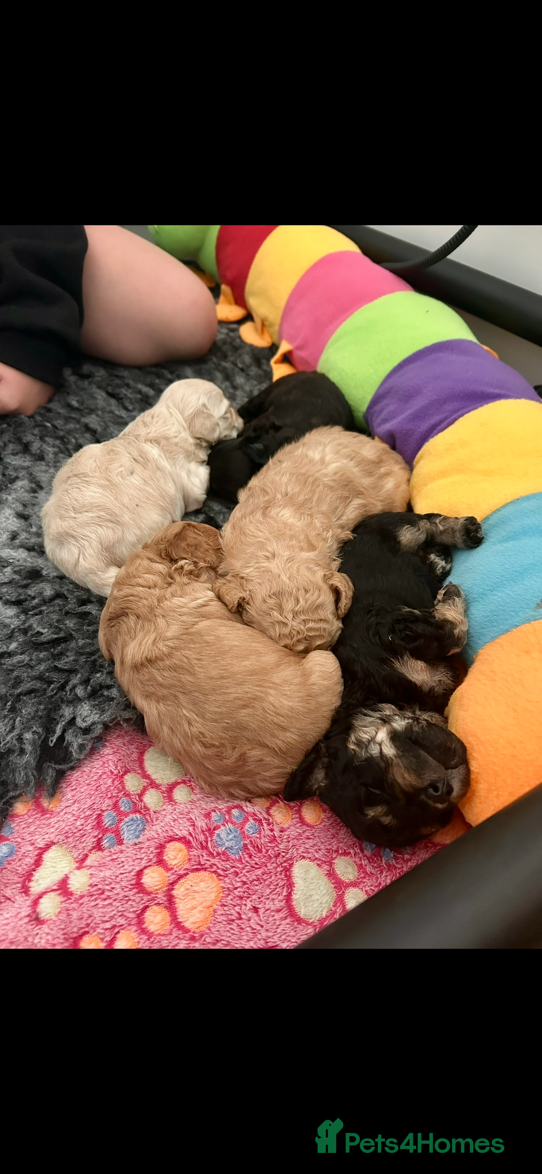 Cavapoochon dogs for sale: Male CavapoochonPuppy - Advert 9