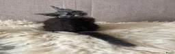 Maine Coon cats for sale: ⭐️Beautiful Maine Coon Kittens⭐️ - Advert 21