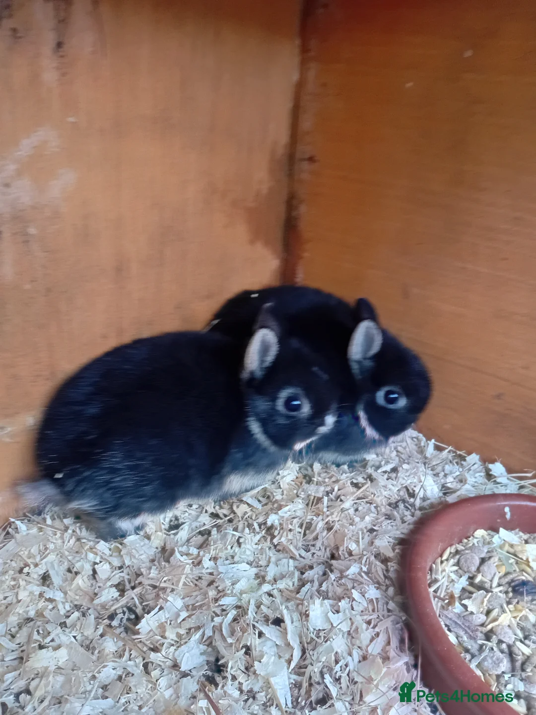 Netherland Dwarf rabbits for sale: Netherland dwarf rabbits  - Advert 6