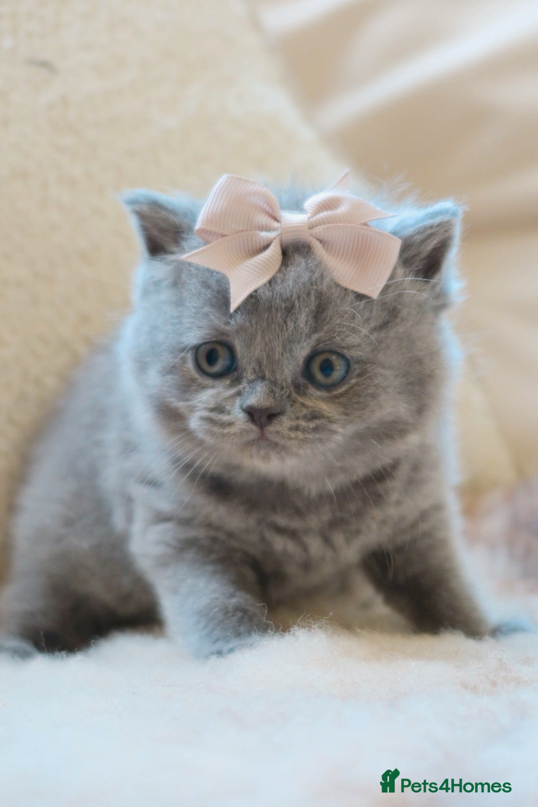 British Shorthair cats for sale: British Shorthair / Longhair Kitten Reg & Licensed - Advert 2