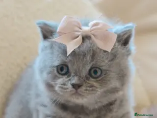 British Shorthair cats for sale: British Shorthair / Longhair Kitten Reg & Licensed - Advert 2