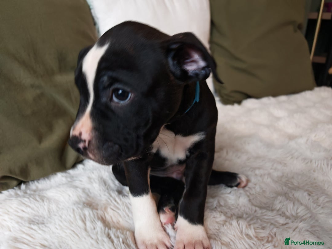 Mixed Breed dogs for sale: Olde English Bulldogge/Staffy Collie - Advert 23