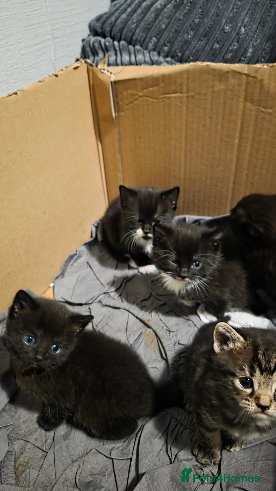 Domestic Shorthair cats for sale: Kittens for sale  - Advert 13