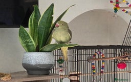 Ringnecks birds for sale: Gorgeous juvenile ringneck PLUS CAGE ETc - Image 1