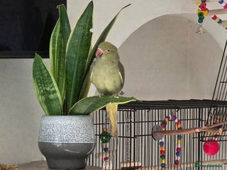 Ringnecks birds for sale - Advert 1