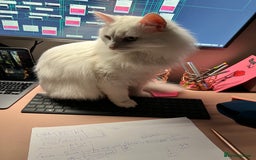 Turkish Angora cats for sale: 2 Turkish angora siblings  - Image 4