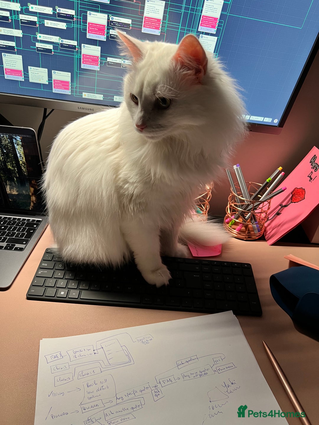 Turkish Angora cats for sale: 2 Turkish angora siblings  - Image 4