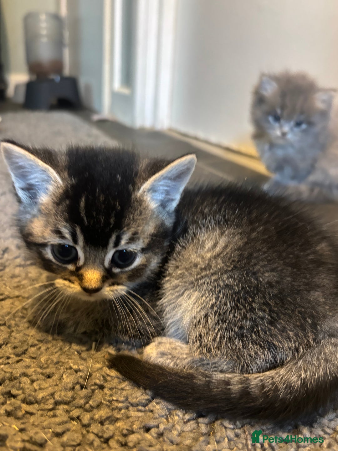 Scottish Fold cats for sale: Beautiful thick coated kittens  - Advert 3