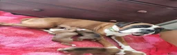 Boxer dogs for sale: Bobtail K C reg - Advert 2