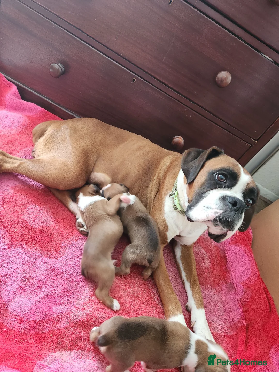 Boxer dogs for sale: Bobtail K C reg - Advert 2