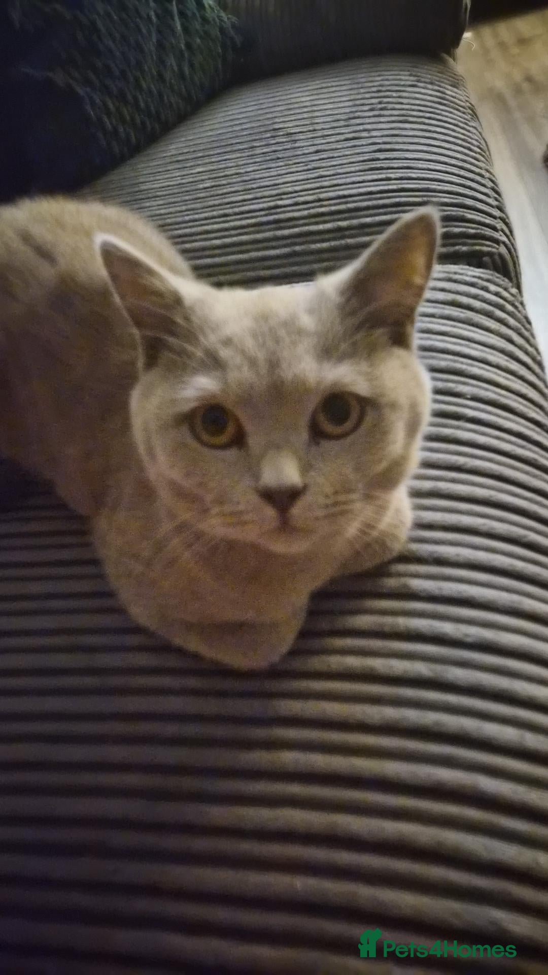 British Shorthair cats 8 month old BSH kitten  - Advert 17