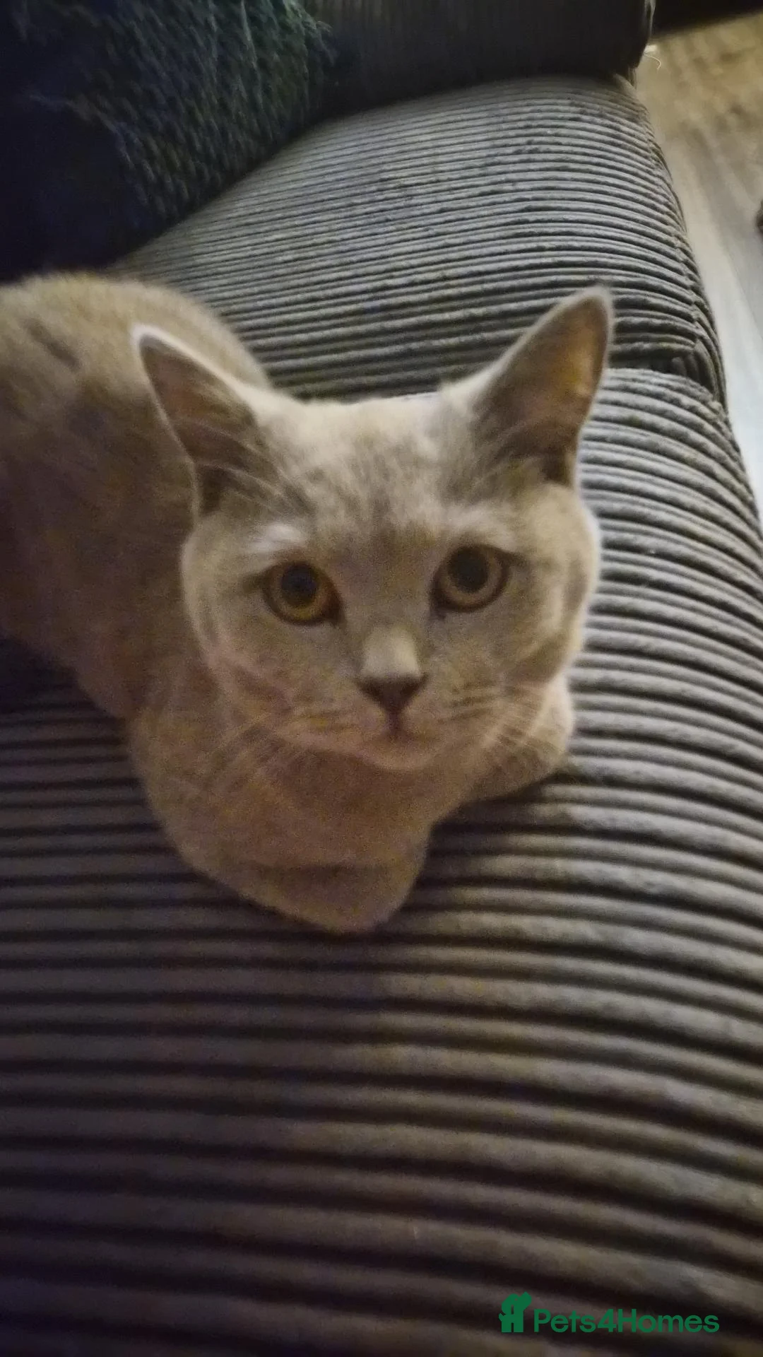 British Shorthair cats for sale: 8 month old BSH kitten  - Advert 1