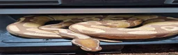 Python Snake reptiles for sale: Ultramel proven breeder male - Advert 1