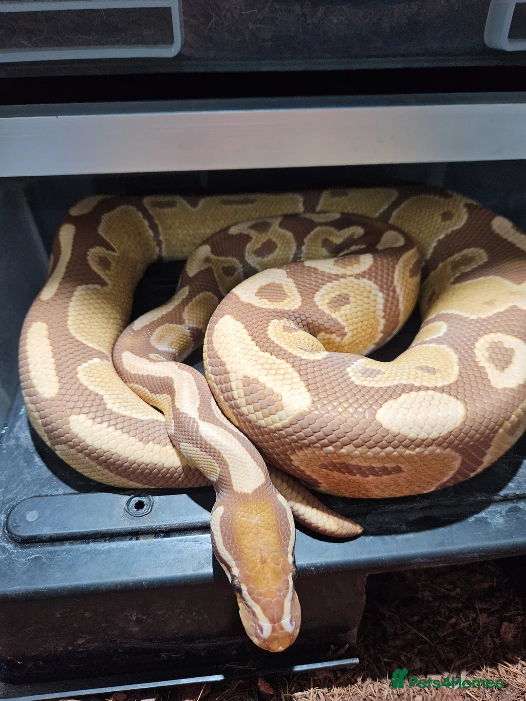 Python Snake reptiles for sale: Ultramel proven breeder male - Advert 1