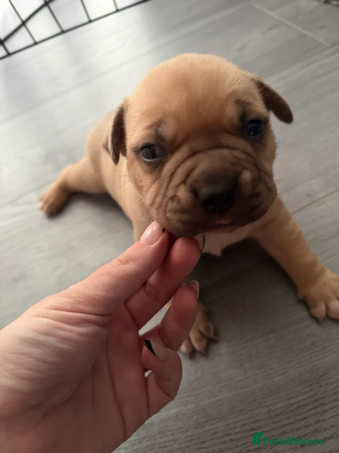 American Bully dogs for sale: American bully classic puppies for sale  - Advert 24