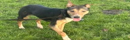 Mixed Breed dogs for adoption: Oscar / Leamington Spa Warwickshire in Leamington Spa - Advert 2