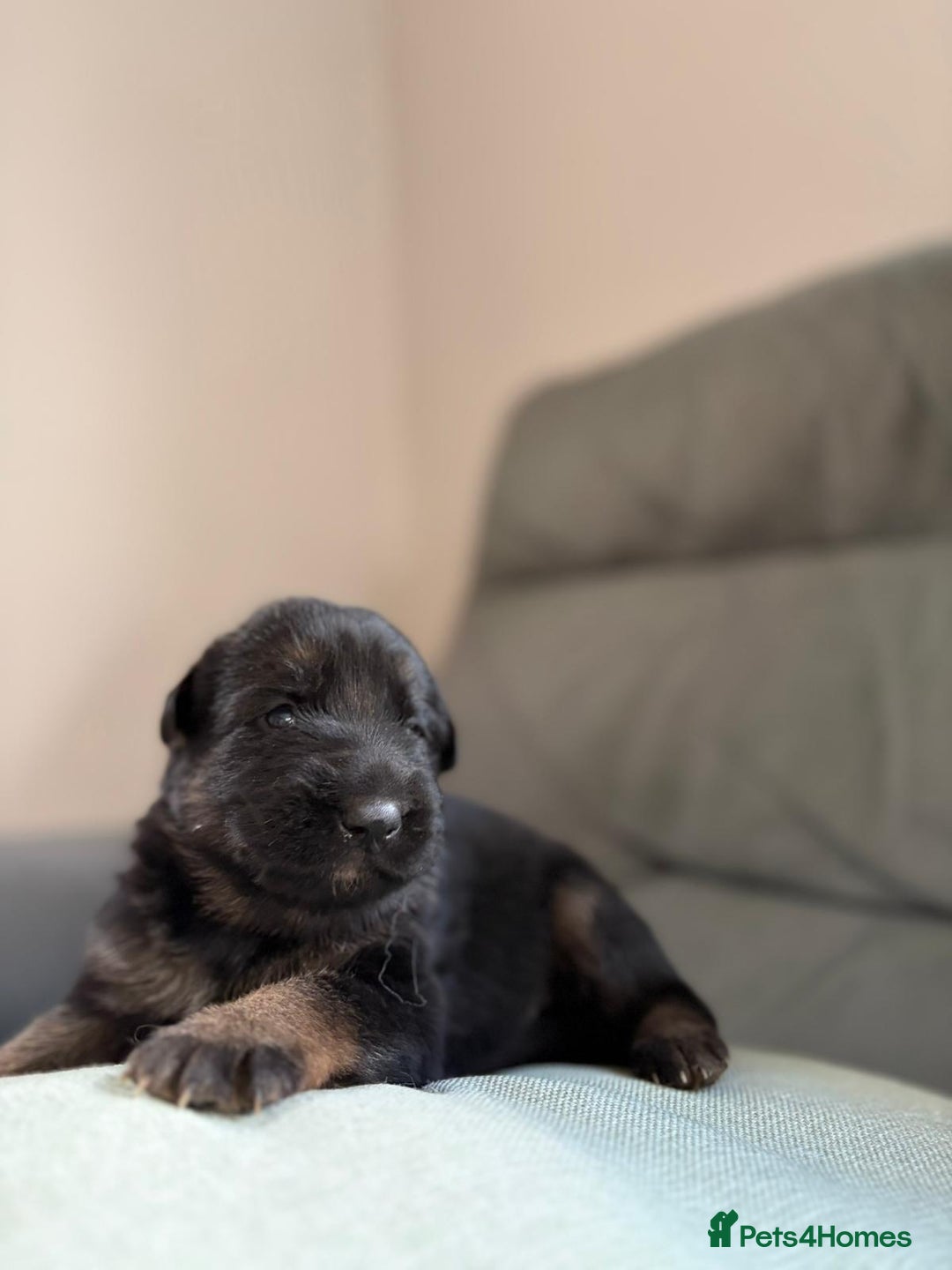 German Shepherd dogs for sale: German shepherd puppies  - Advert 24