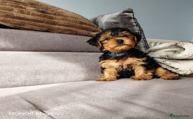 Yorkshire Terrier dogs - Advert 13