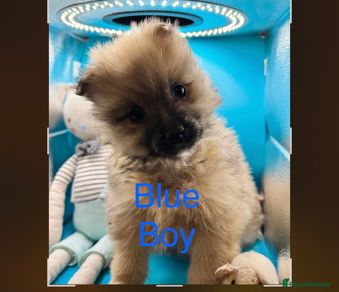 Pomeranian dogs for sale: 6 Adorable Mini/Tiny/ Fluffy Pomeranian Puppies  - Advert 22