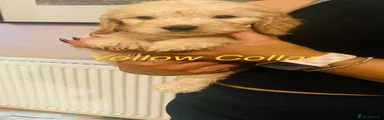 Cockapoo 3