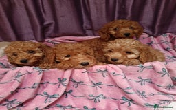 Cavapoo dogs for sale: Cavapoo puppy's  - Image 9