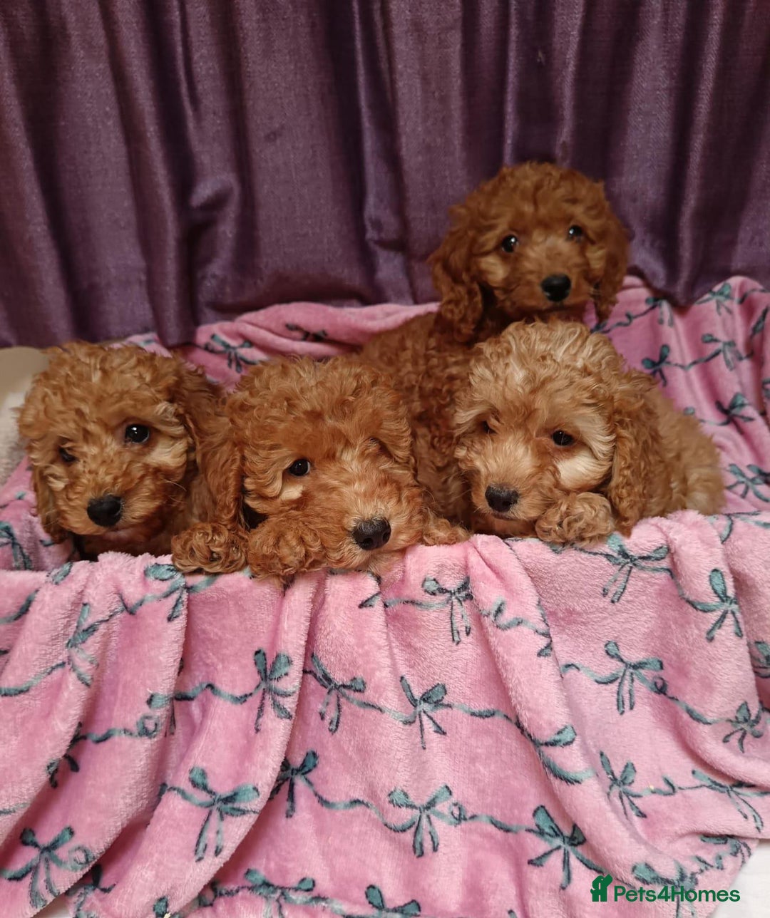 Cavapoo dogs for sale: Cavapoo puppy's  - Image 9