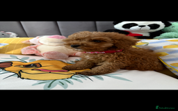 Poodle dogs for sale: Toy poodle puppies for sale  - Image 17